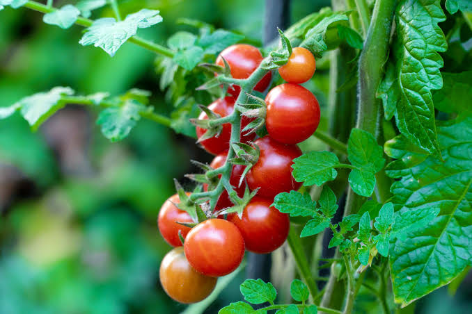   Cherrytomato